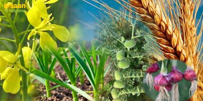 कृषि वैज्ञानिकों ने रबी फसलों के लिए महत्वपूर्ण कृषि परामर्श जारी किया